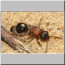 Smicromyrme rufipes - Rotbeinige Spinnenameise w16 6mm Sandgrube Niedringhaussee.jpg